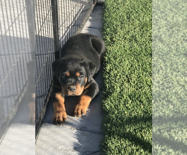 Medium Photo #1  Breeder Profile in STRASBURG, CO, USA