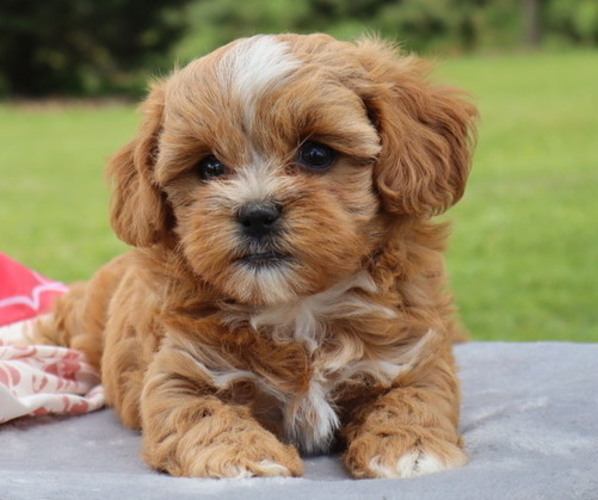 Medium Photo #62  Breeder Profile in THORP, WI, USA