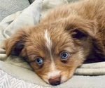 Small #17 Breeder Profile image