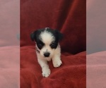 Small #153 Breeder Profile image