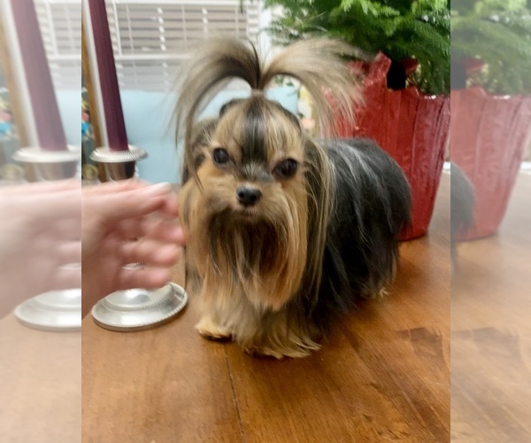 Medium Photo #18  Breeder Profile in STANTONVILLE, TN, USA