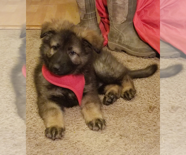 Medium Photo #1  Breeder Profile in CENTRALIA, OK, USA