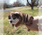 Small Photo #3  Breeder Profile in GREEN FOREST, AR, USA