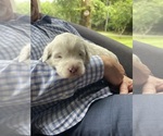 Small #8 Breeder Profile image