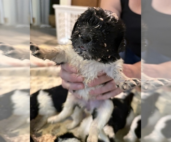 Medium Photo #6  Breeder Profile in SAXTONS RIVER, VT, USA