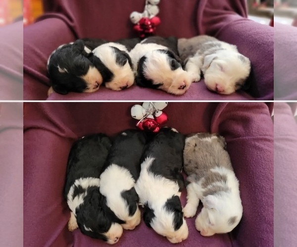 Medium Photo #16  Breeder Profile in CLEVELAND, GA, USA