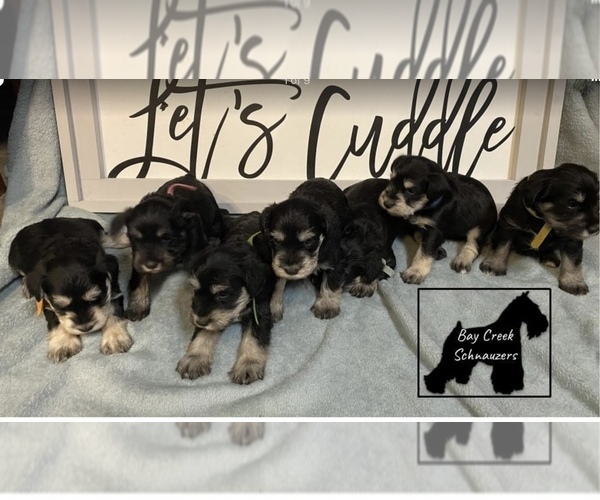 Medium Photo #1  Breeder Profile in PLEASANT HILL, IL, USA