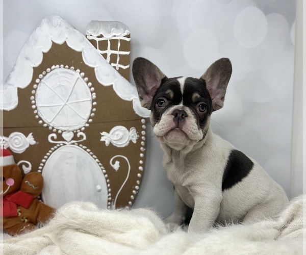 Medium Photo #5  Breeder Profile in PENN VALLEY, CA, USA