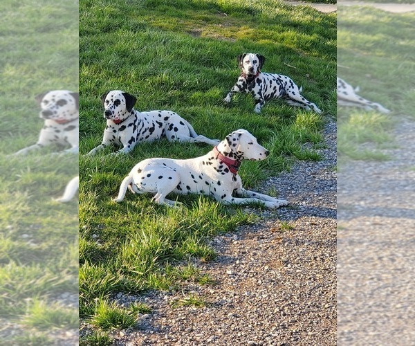 Medium Photo #2  Breeder Profile in LEIPSIC, OH, USA