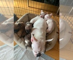 Small breeder photo