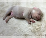 Small breeder photo