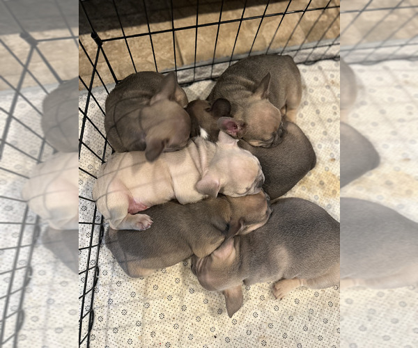 Medium Photo #6  Breeder Profile in AMARILLO, TX, USA