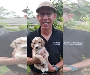 Goldendoodle Dog Breeder near JACKSONVILLE, FL, USA
