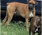 Small breeder photo