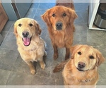 Small #2 Breeder Profile image