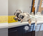 Small #29 Breeder Profile image