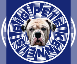 English Bulldog Dog Breeder near CHESTER, VA, USA