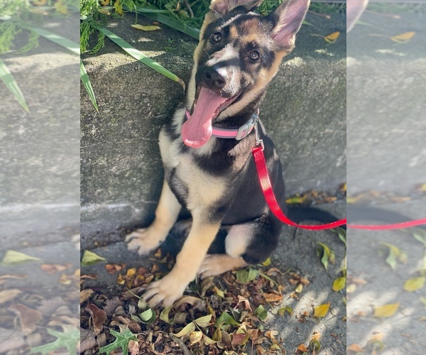 Medium Photo #1  Breeder Profile in PAWTUCKET, RI, USA