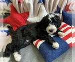 Small #4 Breeder Profile image