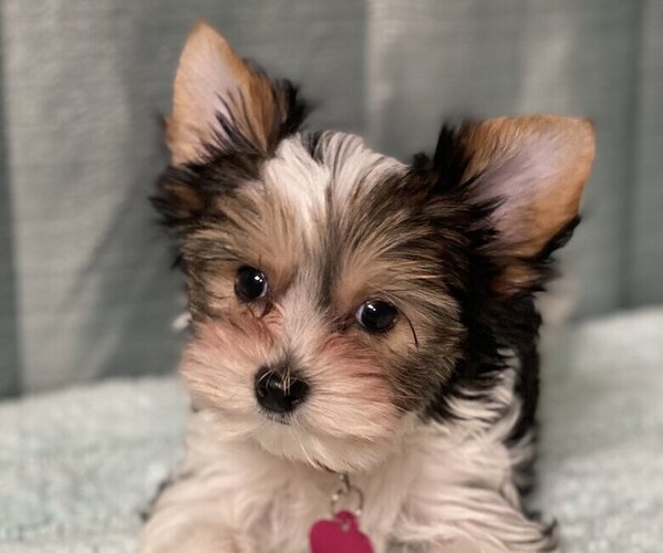 Medium Photo #2  Breeder Profile in PEYTON, CO, USA