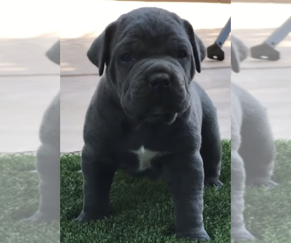 Medium Photo #1  Breeder Profile in RIVERSIDE, CA, USA