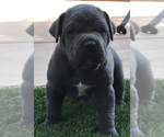 Small breeder photo