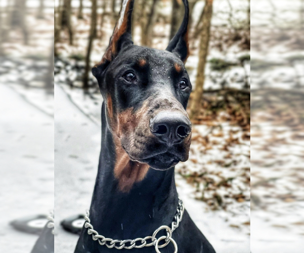 Medium Photo #1  Breeder Profile in HAMILTON, VA, USA