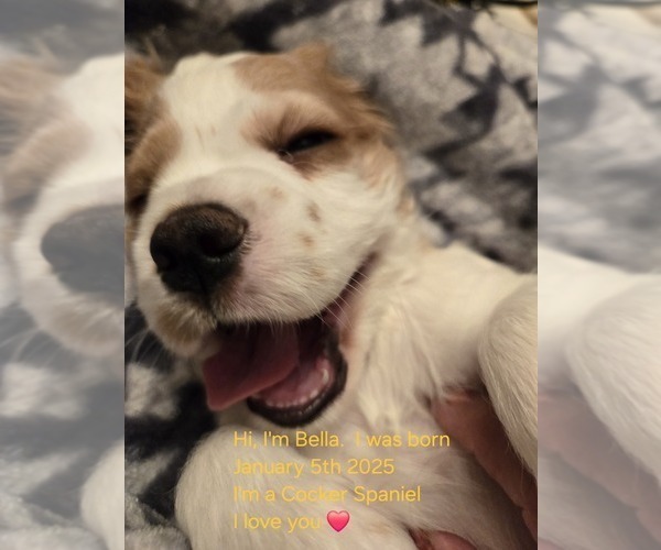 Medium Photo #6  Breeder Profile in HOLYOKE, MA, USA
