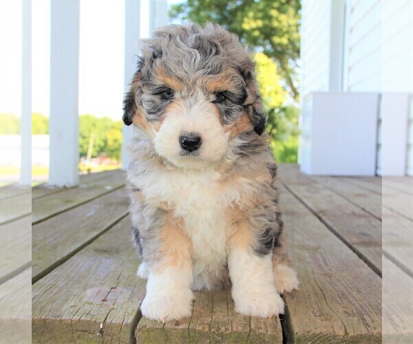 Medium Photo #1  Breeder Profile in CRESTON, OH, USA