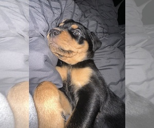 Rottweiler Dog Breeder near MONROE TOWNSHIP, NJ, USA
