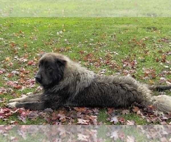 Medium Photo #19  Breeder Profile in TWINING, MI, USA