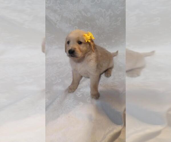 Medium Photo #16  Breeder Profile in BROOKSVILLE, KY, USA