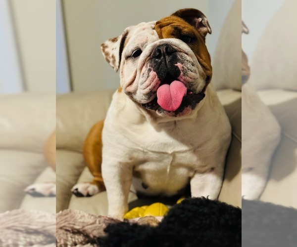 Medium Photo #12  Breeder Profile in LOUISA, VA, USA