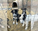 Small #10 Breeder Profile image
