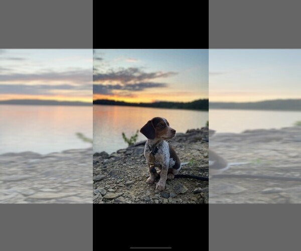 Medium Photo #1  Breeder Profile in ATHENS, OH, USA