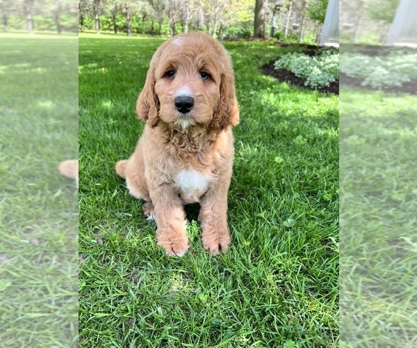 Medium Photo #5  Breeder Profile in RICHMOND, IL, USA