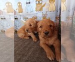 Small breeder photo