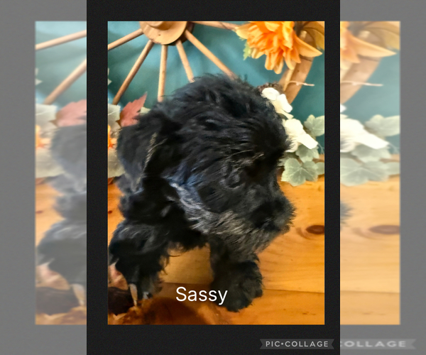 Medium Photo #11  Breeder Profile in BENNINGTON, IN, USA