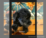 Small #10 Breeder Profile image