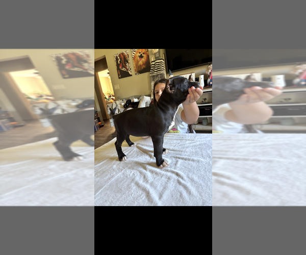 Medium Photo #3  Breeder Profile in FORT MITCHELL, AL, USA