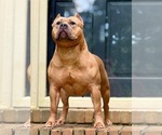 Small breeder photo