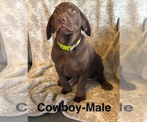 Labrador Retriever Dog Breeder near OVID, MI, USA