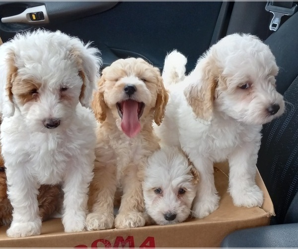 Medium Photo #9  Breeder Profile in SAINT MARYS, KS, USA