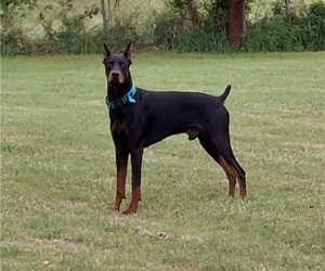 Doberman Pinscher Dog Breeder in KEMPNER,  USA
