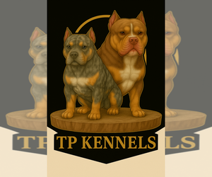 American Bully Dog Breeder near CRAWFORDVILLE, FL, USA