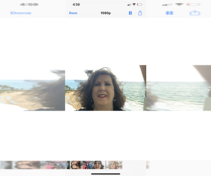 Yorkshire Terrier Dog Breeder near FORT WORTH, TX, USA