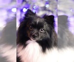 Small breeder photo