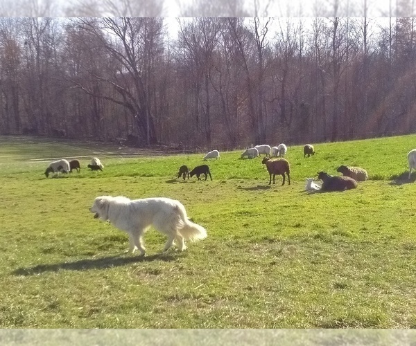 Medium Photo #1  Breeder Profile in NANCY, KY, USA