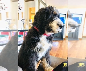 Bernedoodle Dog Breeder near ALEXANDRIA, IN, USA