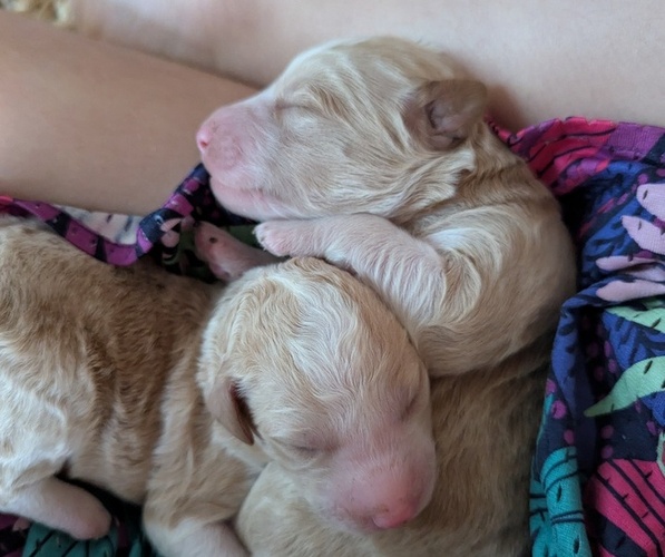 Medium Photo #1  Breeder Profile in NASHVILLE, TN, USA